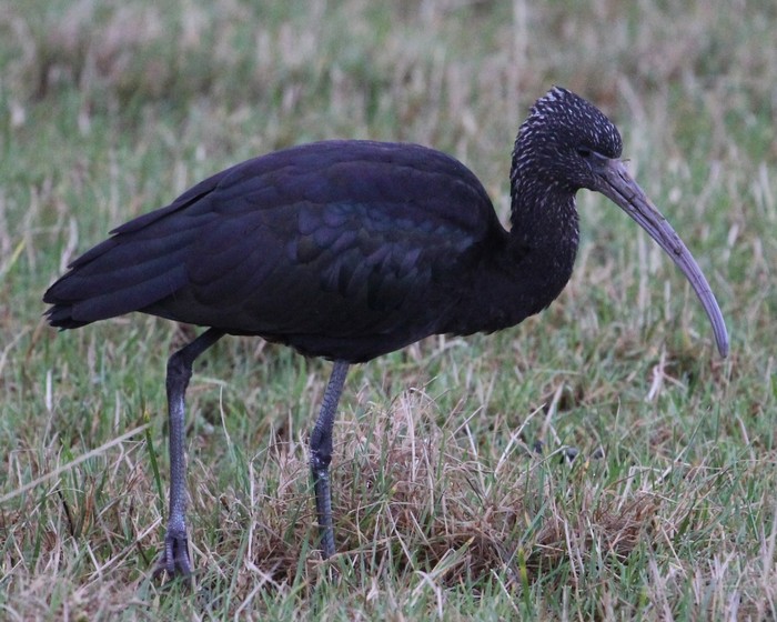 Glossy Ibis