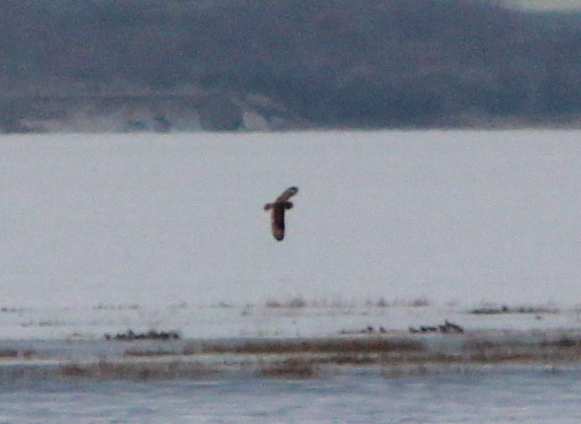 Short-eared Owl