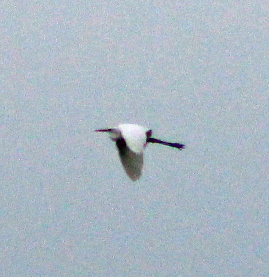 Great White Egret