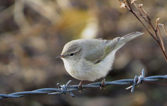 Siberian Chiffchaff