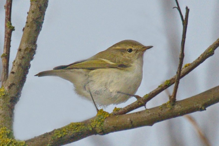 Hume's Yellow-browed Warbler