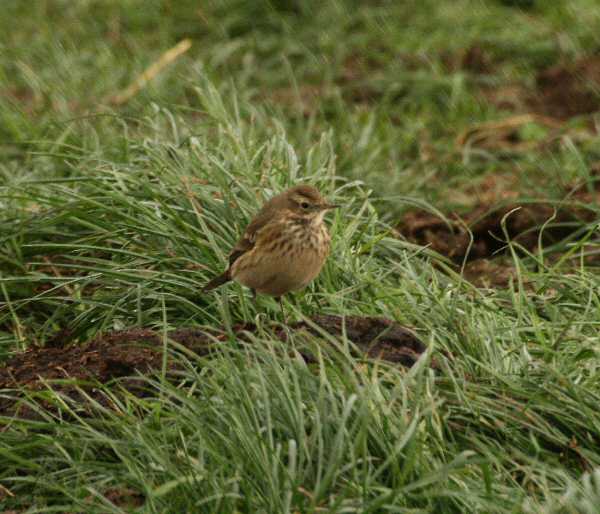 Buff-bellied Pipit