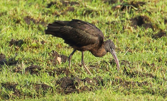 Glossy Ibis