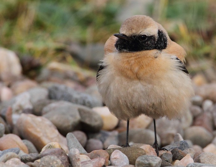 Desert Wheatear