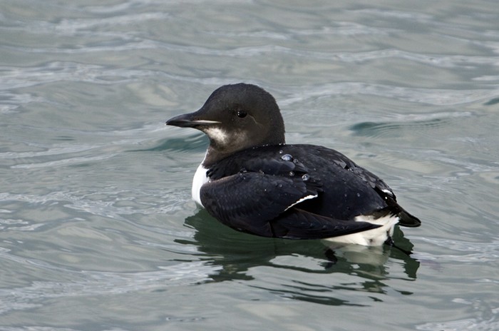 Brunnich's Guillemot