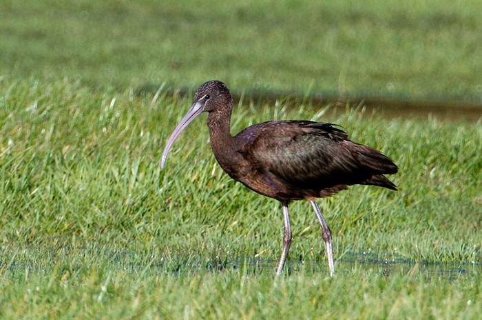 Glossy Ibis