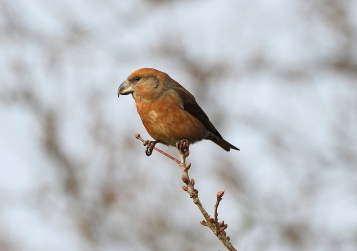 Parrot Crossbill