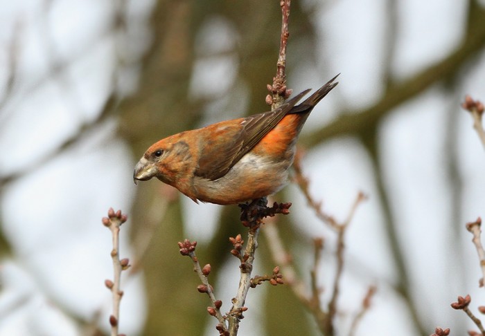 Parrot Crossbill