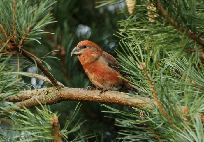 Parrot Crossbill