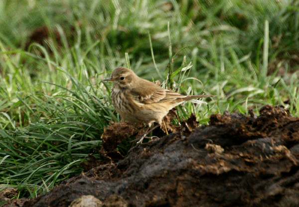 Buff-bellied Pipit