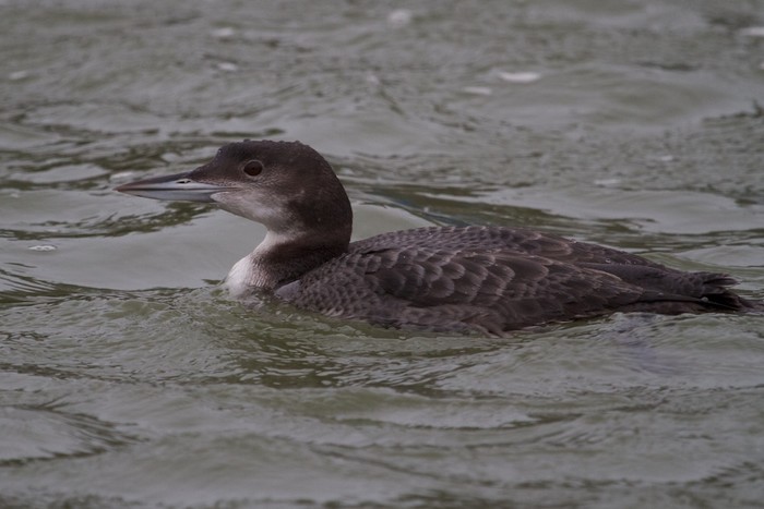 Great Northern Diver