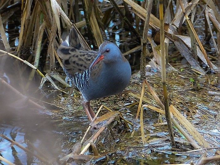 Water Rail