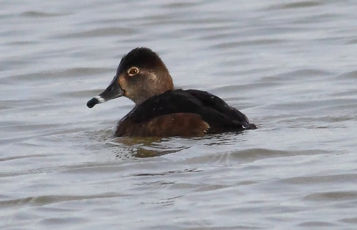 Ring-necked Duck