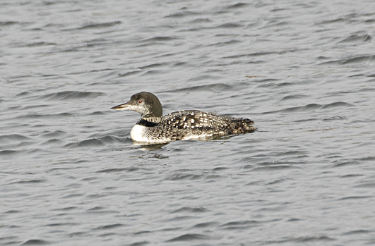 Great Northern Diver