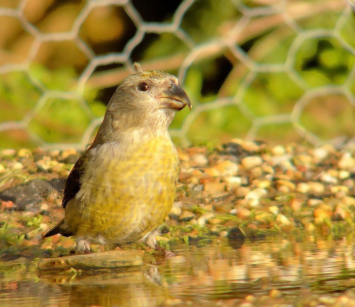 Crossbill