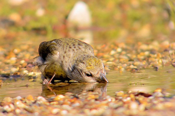 Crossbill