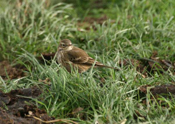 Buff-bellied Pipit