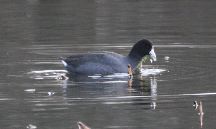American Coot