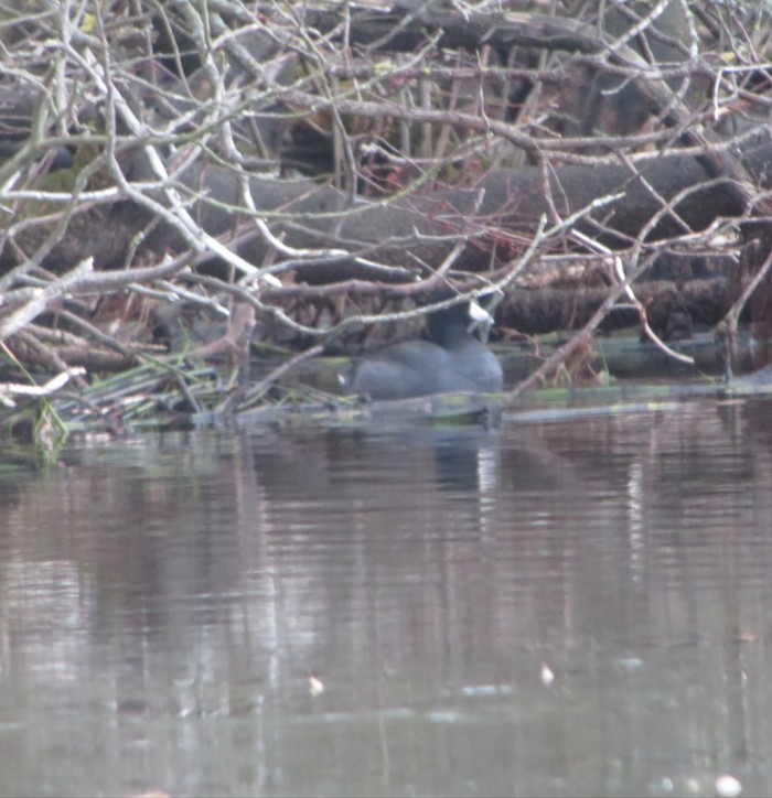 American Coot
