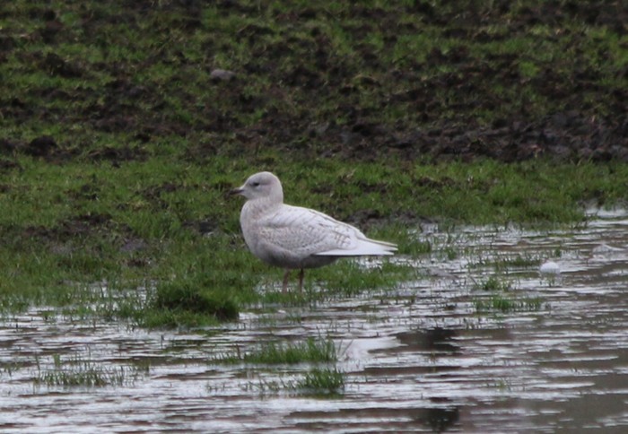 Iceland Gull