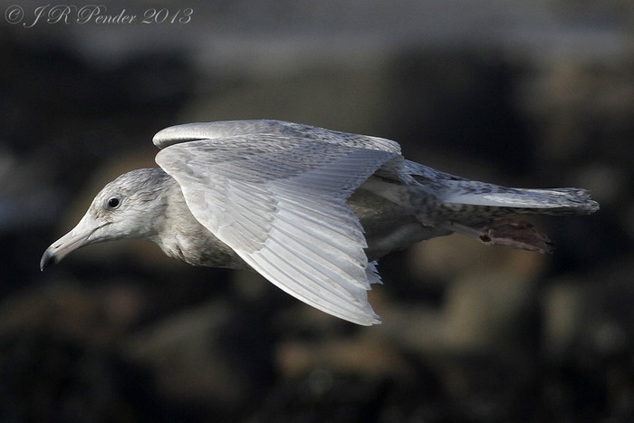 Glaucous Gull