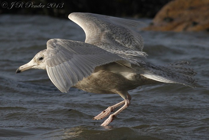 Glaucous Gull
