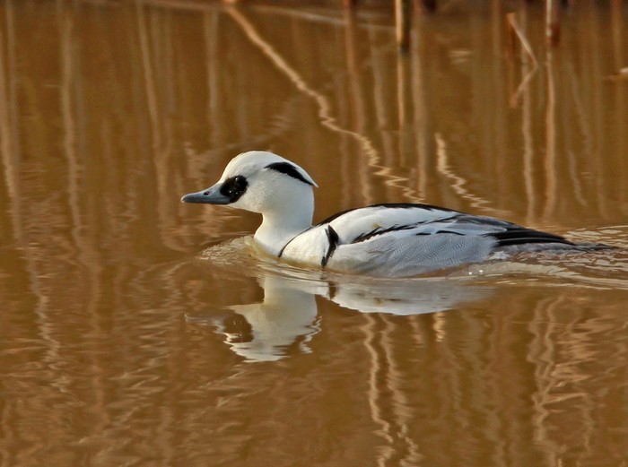 Smew