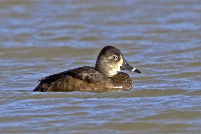 Ring-necked Duck