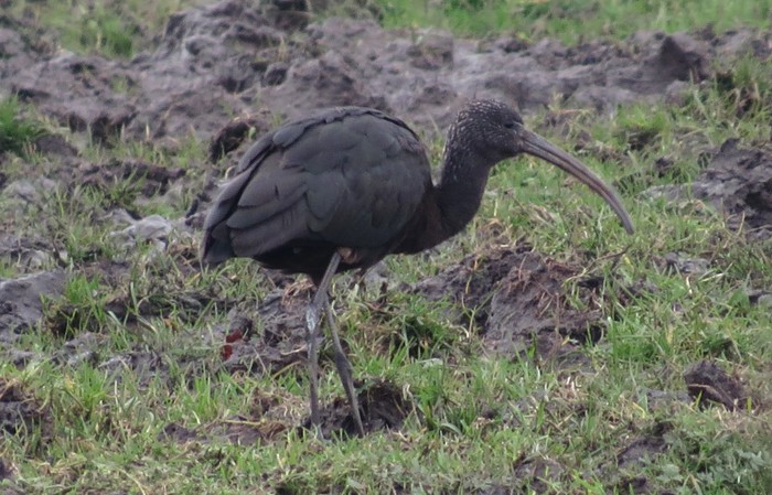 Glossy Ibis