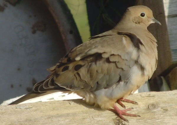 Mourning Dove