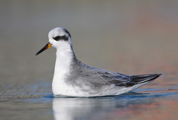 Grey Phalarope