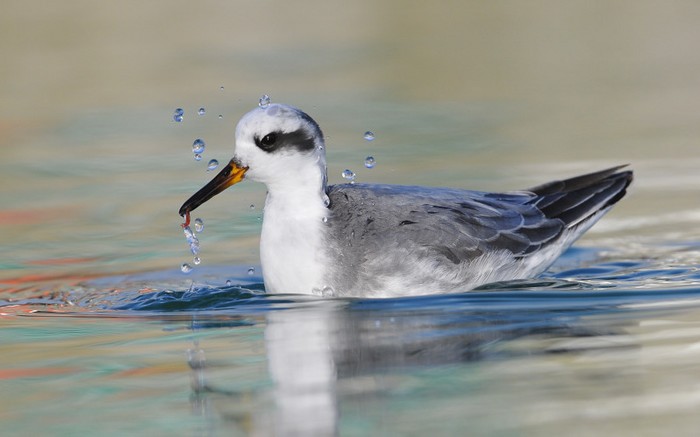 Grey Phalarope