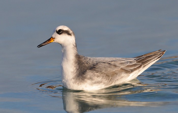Grey Phalarope