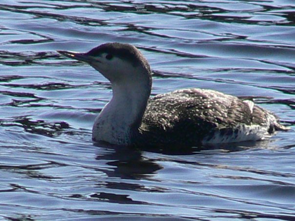 Red-throated Diver