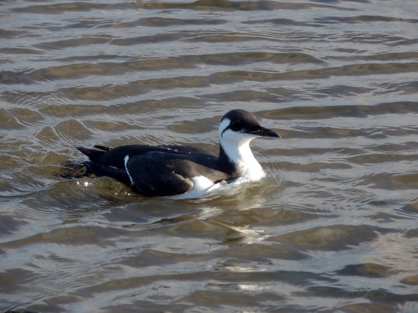 Guillemot