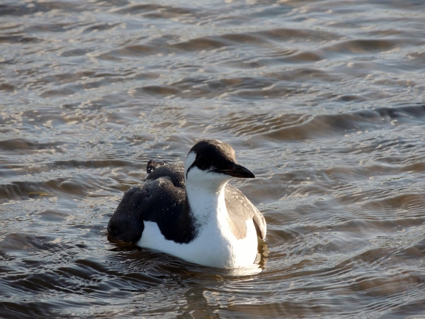 Guillemot
