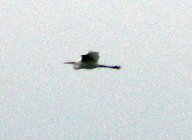 Great White Egret