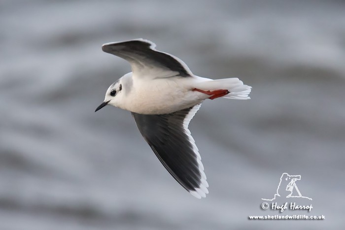 Little Gull