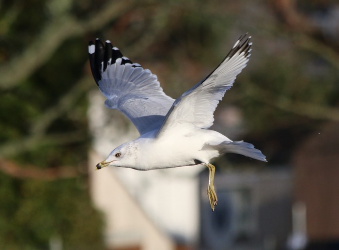 Ring-billed Gull