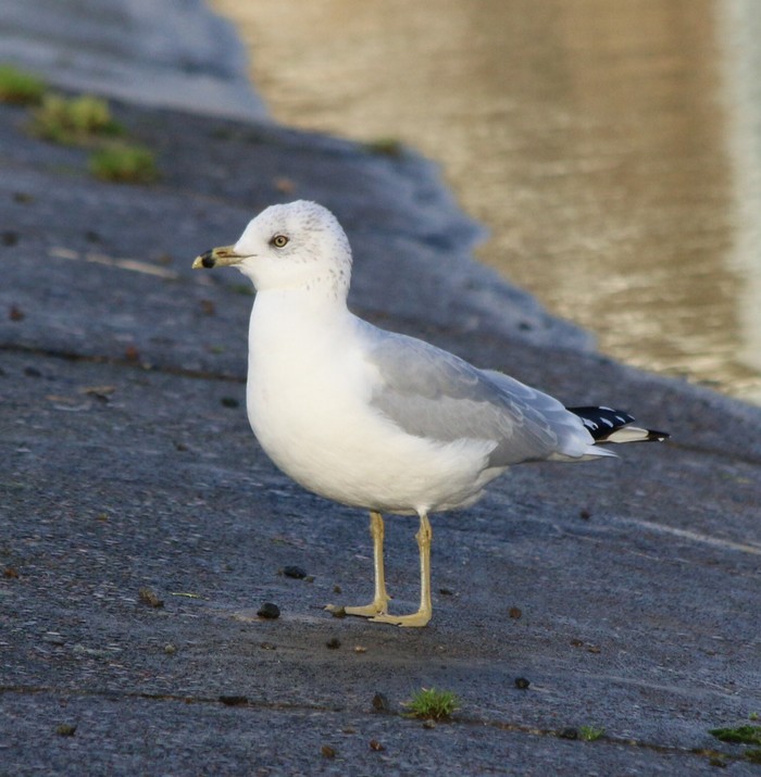 Ring-billed Gull