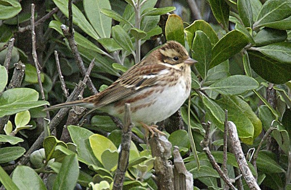 Rustic Bunting