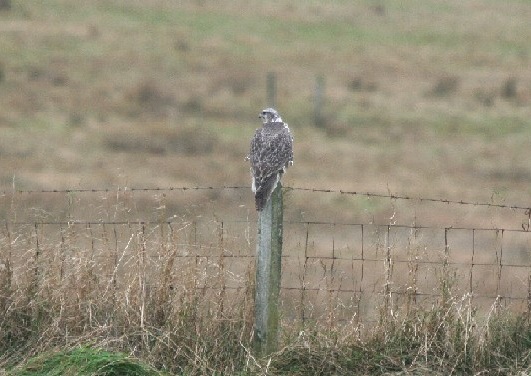 Gyr