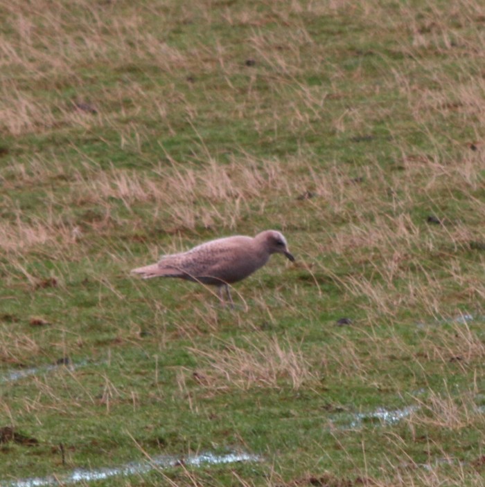 Iceland Gull