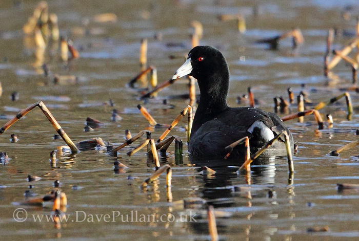 American Coot