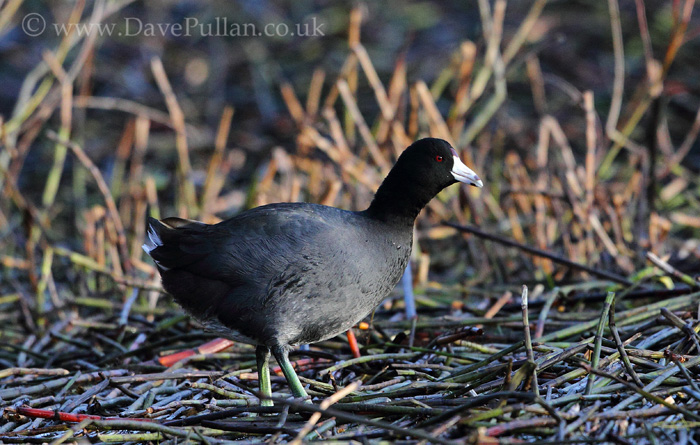 American Coot