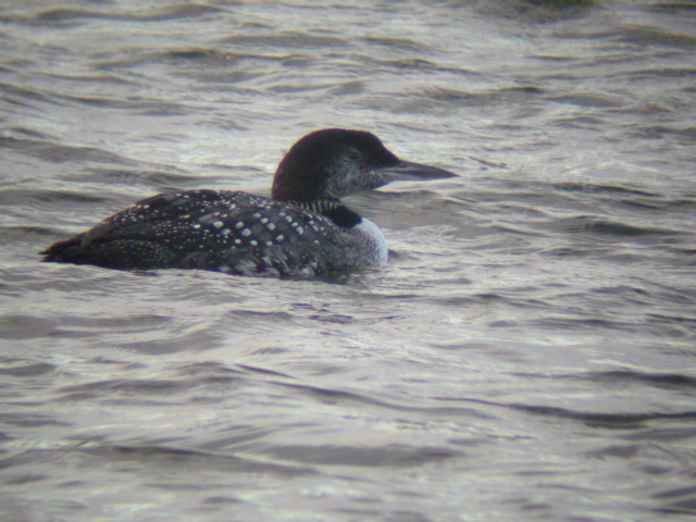 Great Northern Diver