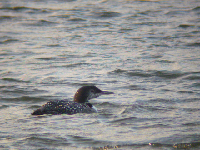 Great Northern Diver