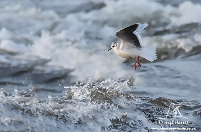 Little Gull