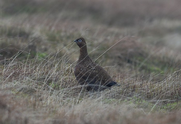 Red Grouse