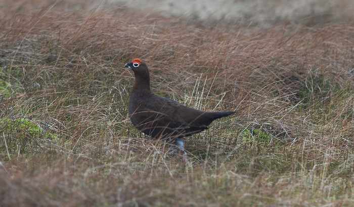 Red Grouse